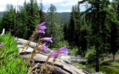 5 Landscaping Trends Perfect for Coeur d’Alene Homes