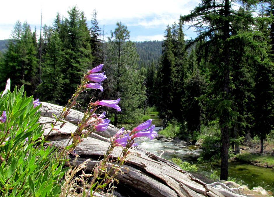 Wildflowers growing near a hiking trail, with a view of a stream winding through a thick evergreen forest in a mountainous region.