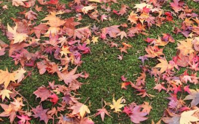 How to Prep Your Yard for Winter in Coeur d’Alene