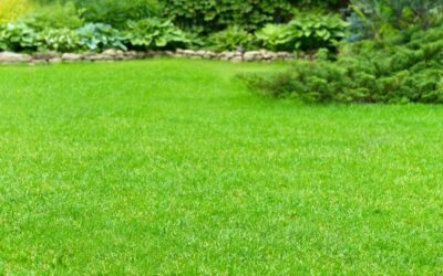 Lawn Care Mistakes That Could Cost You in the Long Run