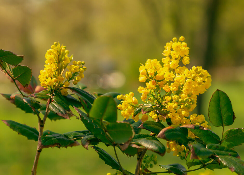 A branch of yellow flowering shrub with sharp, dark green leaves in bright sunlight.