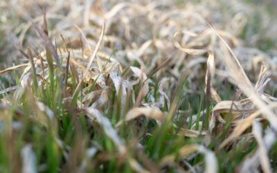 December Lawn Care Tips to Keep Your Yard Healthy All Winter
